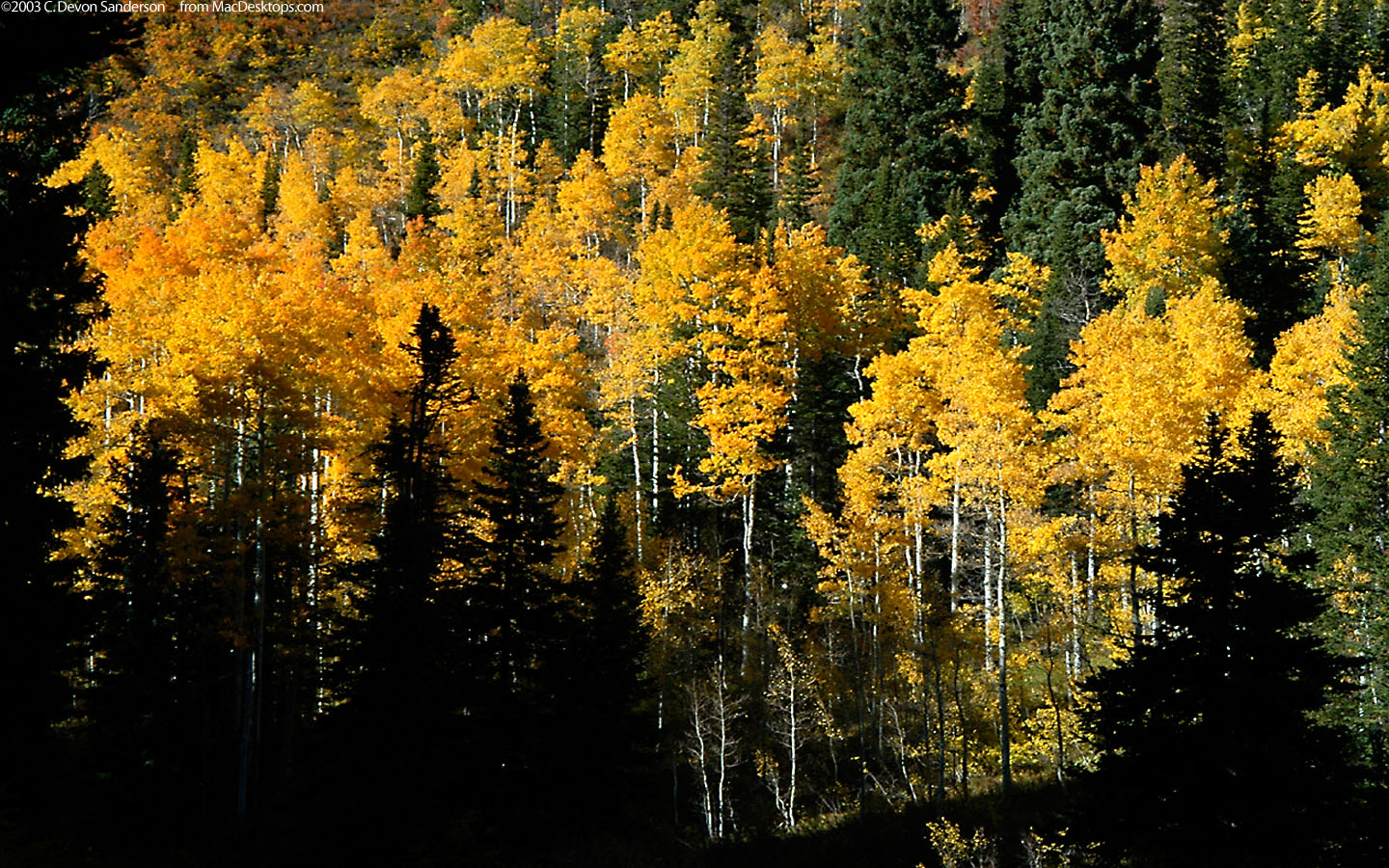 goldenaspen1440x900.jpg