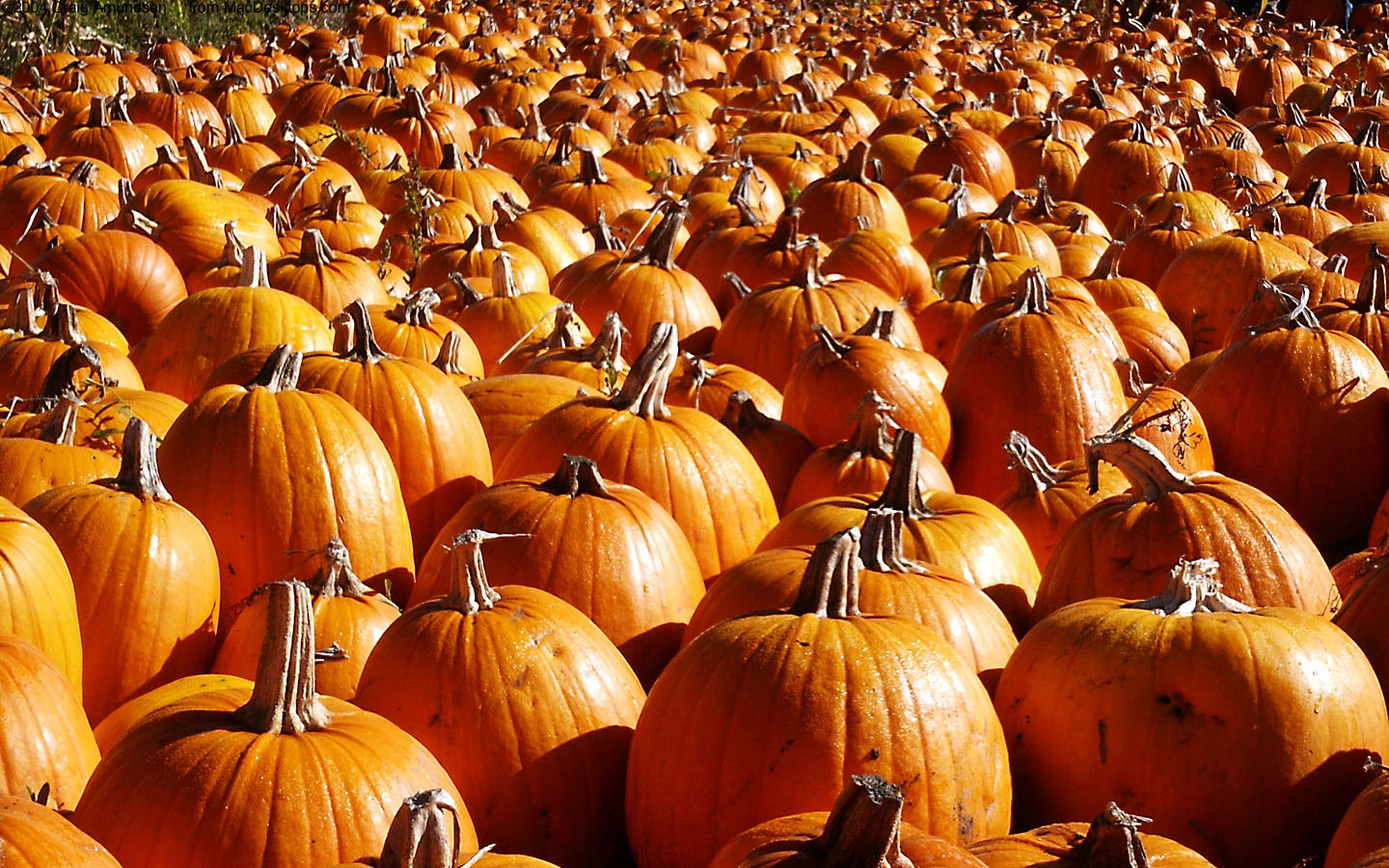 pumpkins1440x900.jpg