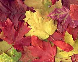 autumncolours_1280.jpg