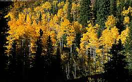 goldenaspen1440x900.jpg