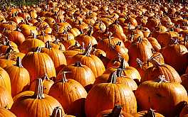 pumpkins1440x900.jpg