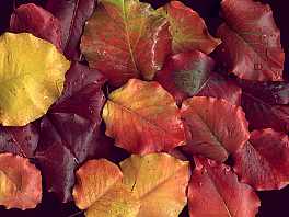 wet_leaves_1024.jpg